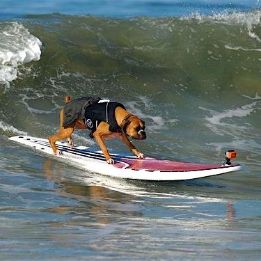 SurfDogHanzo's profile picture. Hanzo #SamuraiSurfDog. Surfing Champion from Southern California. Inducted into the International Surfing Museum's #SurfDogWalkofFame＃サーフィン犬＃波乗りわんこ #Surfdog