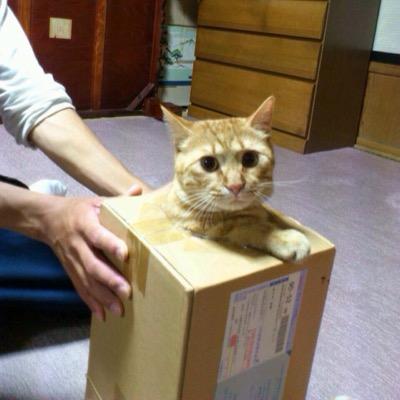 Amazon.co.jp: コジット 備長炭ホームソックス 足首ロング