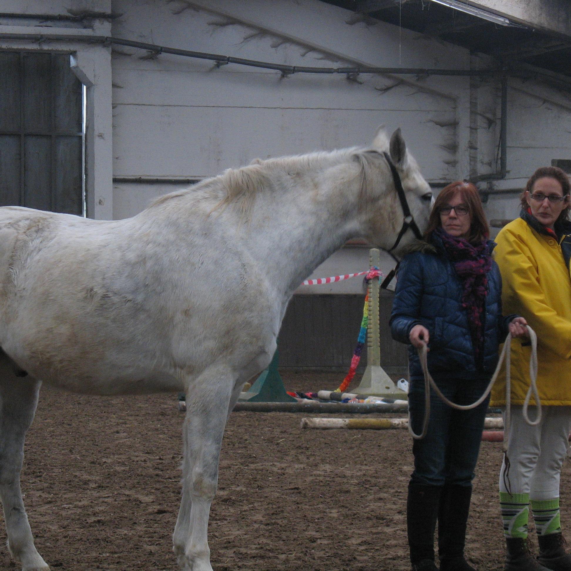 isatje1976's profile picture. lifecaoching nymhea ontdek je innerzelf d.m.v paardentherapie