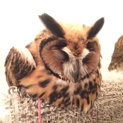 まよ