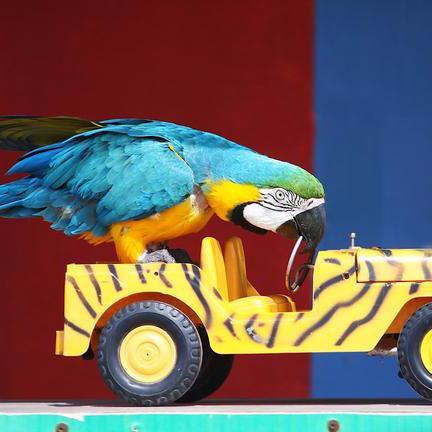 i will help you how to step in sequence to train parrots to be able to do a lot of interesting tricks | http://t.co/Jt155FjT05