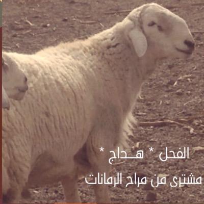 كل ما يخص مراح الملفتات للأغنام الحرية 
للمالك ** فهد البقمي **^