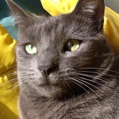 GRACE Animal Rescue is Giving Rescued Animals a Caring Environment! #cats #dogs #adoptions #fosters #nurture #whisper #TNR #TNTVR #ferals #rehome #pets #strays