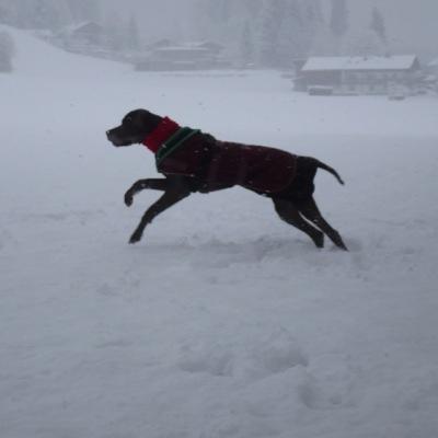 GreatDaneMax's profile picture. running free at The Bridge