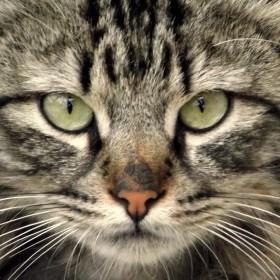 meow