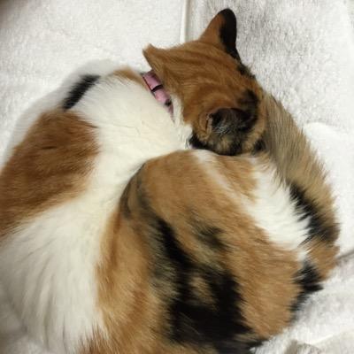 komoshige's profile picture. 仕事は秘書。趣味はジョギングとビオラと間取り鑑賞。血圧低めで冷え性。好きな食べ物はパンと豆。好きな言葉は「無尽蔵」 「無事是名馬」一番好きな家電はルンバ♪好きな作曲家はブラームスとシベリウス💕