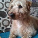 Nicola Cherry - @blucherry66 - Twitter