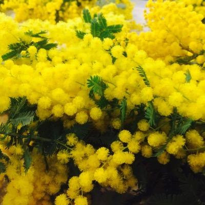 山と新緑が恋しい放浪の人。おいしいもの好き、雑貨好き。食、医療のメモ多いかも。