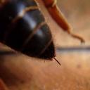 Valentine & Chris Hodges - Veesbees - @veesbees - Twitter