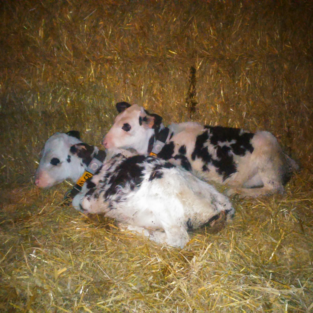 Dairy farmer, #teamdairy, milk is good for you, my own opinions only