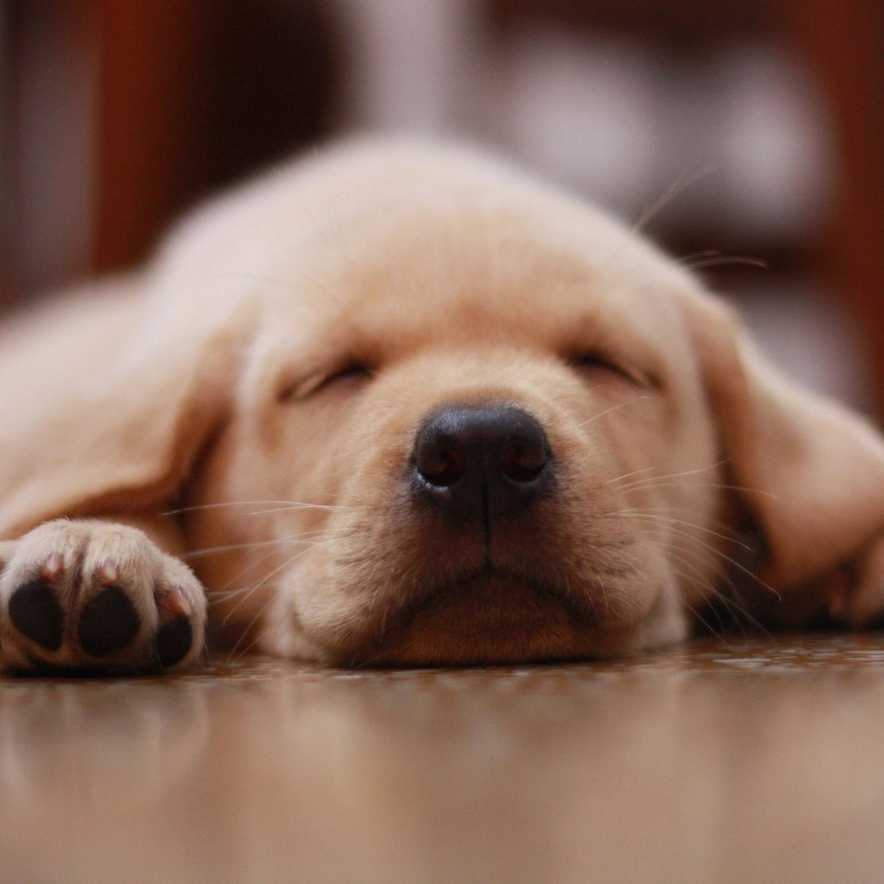 sharuoptims's profile picture. Hola!