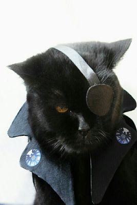 Governor of Catbury: 1# Cat vidya gamer. ~ Voted best looking cat, & most likely to take over the world. #GamerGate #NotYourShield #OpSkyNet
