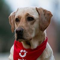 Hundekumpel.de (@hundekumpel_de) Twitter profile photo