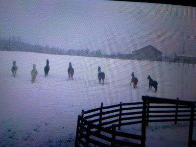 Executive Director of Lazy C Large Animal Rescue Ranch, 501 c(3) Certified; We give a humane environment to equine and other large domesticated animals.