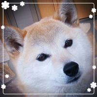 ♪まゆっち♪(@mayuikimono) 's Twitter Profile Photo