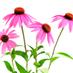 Herbs for Health (@herbaljean) Twitter profile photo
