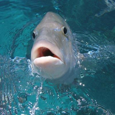#PartyingPiranhas