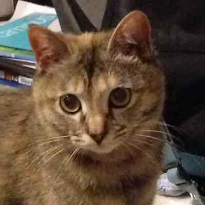【１年半近く経過→無事見つかりました！】迷子猫ちゃぶこ捜索専用アカです。2014/11/7(金)近隣に仕掛けられた罠で捕獲され埋立地の工場地帯へ遺棄されましたがTwitterにより奇跡的に発見2016/03/18(金)無事帰宅。遺棄現場約3km先の温かいご家族に保護されていました！本当にありがとうございました！