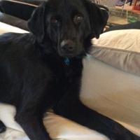 C Mann (@cmannsc) 's Twitter Profile