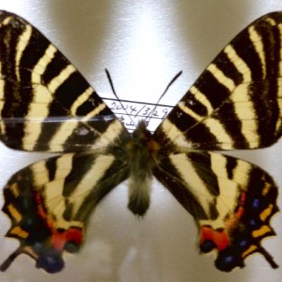 Dr. Strangelove or: How I Learned to Stop Worrying and Love Insect.