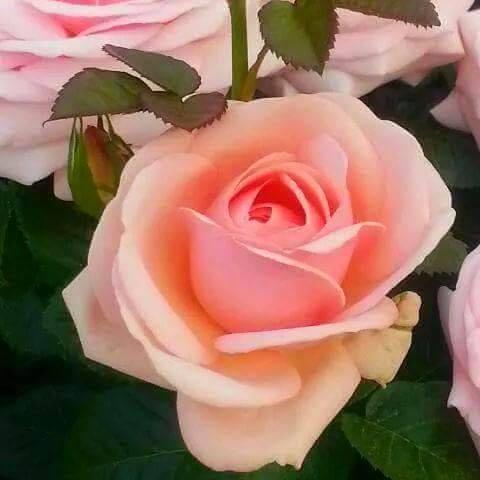 Gill2424's profile picture. 