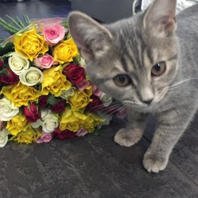 Член Кошачей палаты РФ и Московской области. Любимая кошка Алферовой Юли @alferovayulya