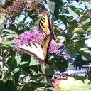 lana wright - @lcarol1313 - Twitter