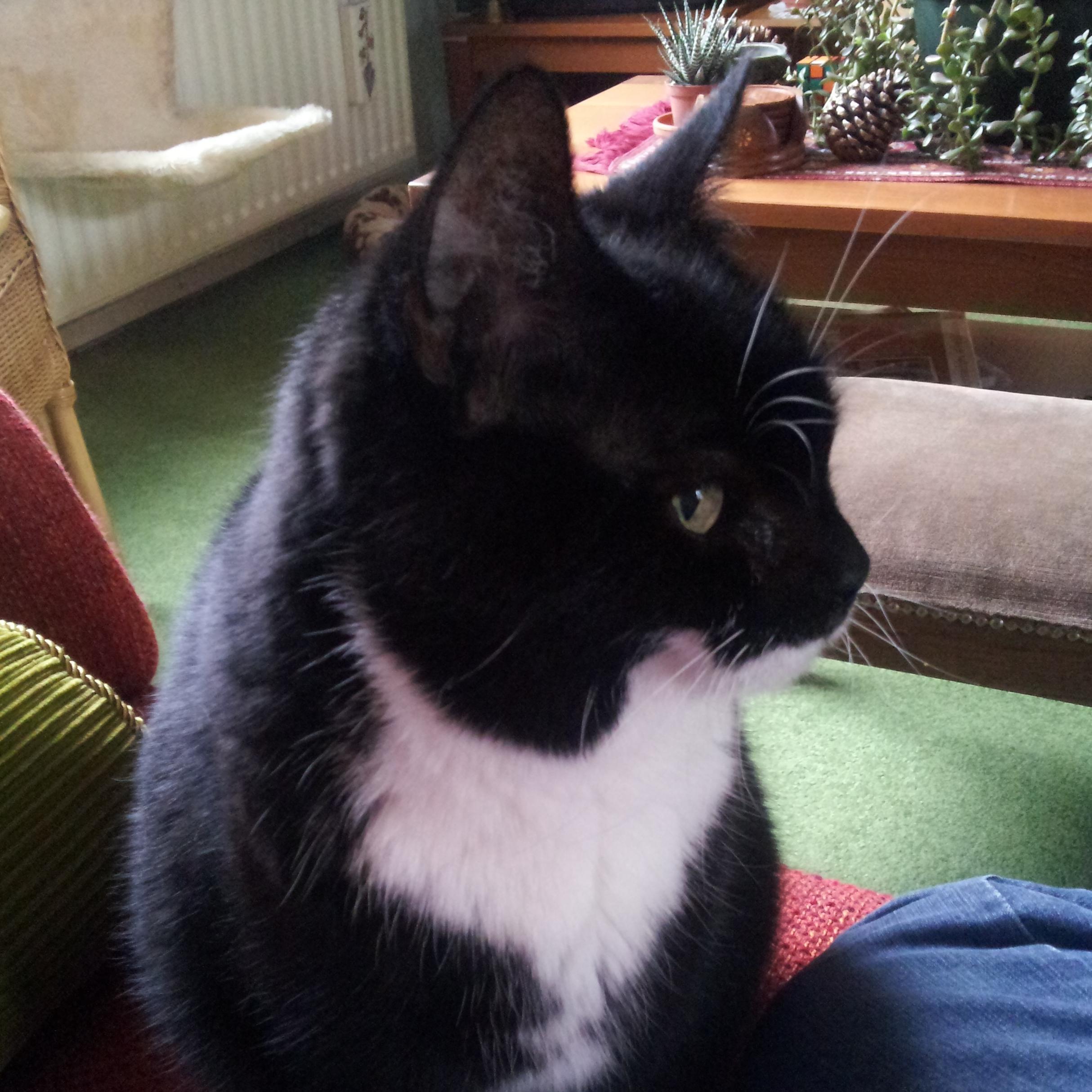 yoeskat's profile picture. April 5, 2004 - July 20, 2015