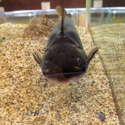 現在使われておりません