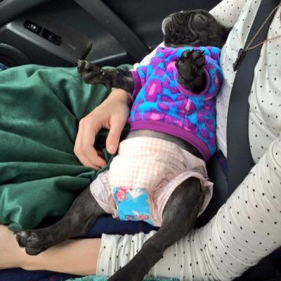 My name is Piglet and I'm a tiny french bulldog with a big personality and an equally big heart. My favorite pastimes are snuggling, eating and sleeping.