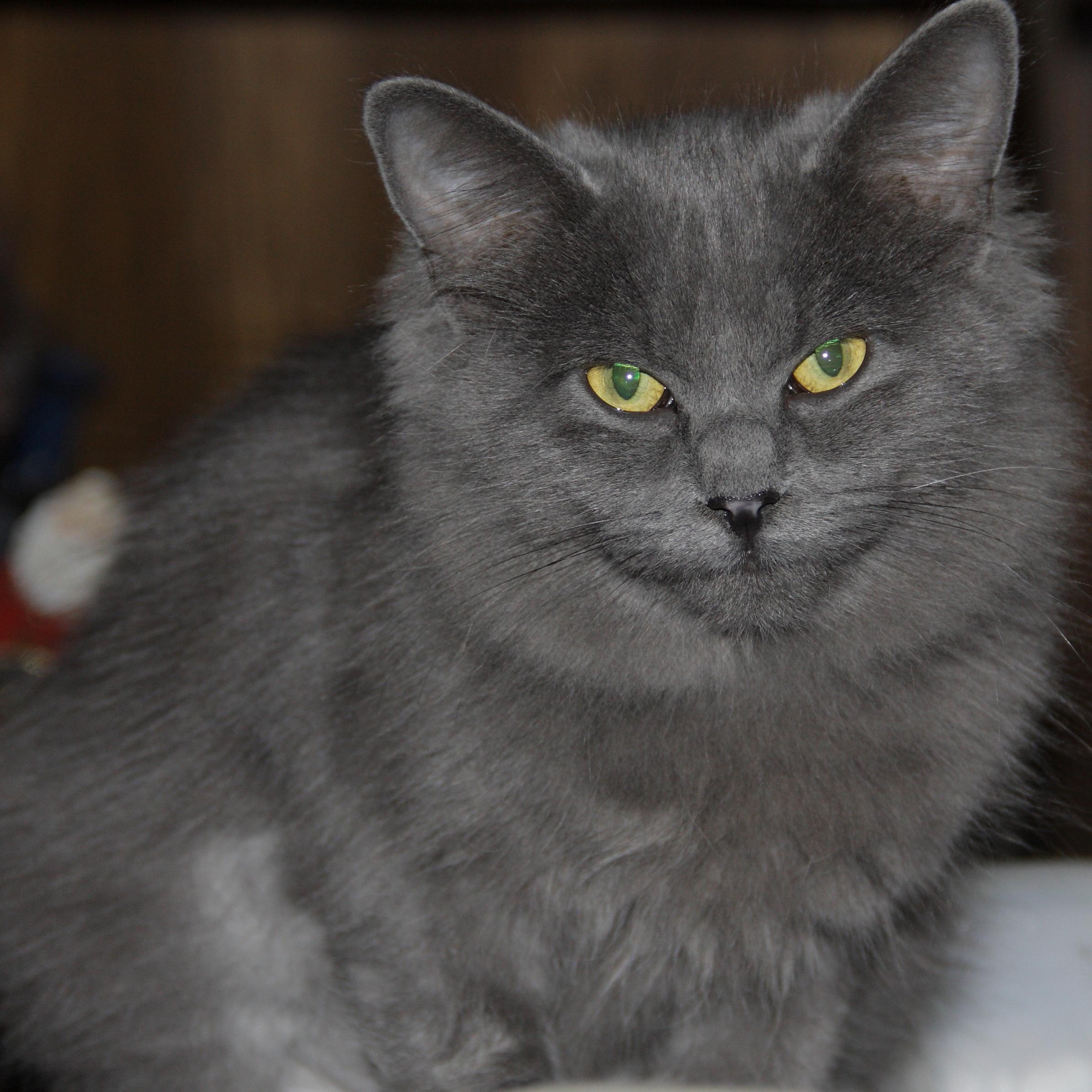 Lots of new cats and kittens for adoption. Please see us on facebook.                        kit cat club of Hamilton