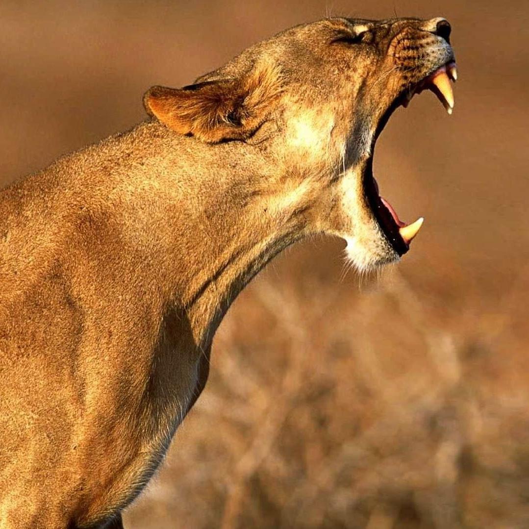 ziedelifa's profile picture. Web Developer