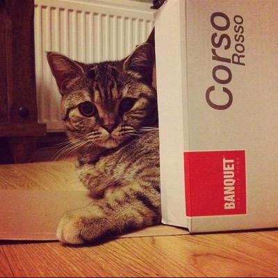 5-year-old cub & livin' it up in Helsinki. Urban cat. Use #pupathecat for a shoutout. Loving the catlife; come share it with me.