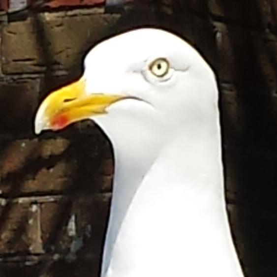 Top Seagull in Sussex, head of the #Gullmafia,  lover of chips, stealer of sandwiches.  #seabirdersaturday