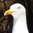 Top_Gull's profile image