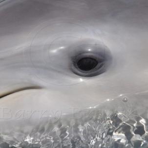 Groupie of Dolphins