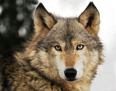 cesarcaete6's profile picture. Me gusta el futbooll es genial XD