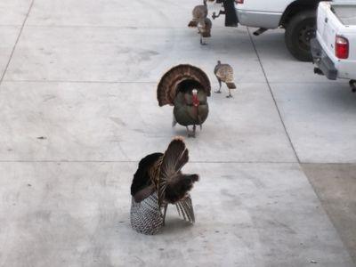 WikiNunu's profile picture. 