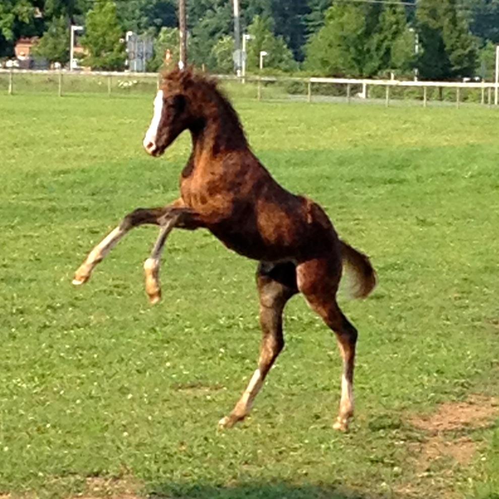 vance_cjf's profile picture. Sport Horse & Therapeutic Farrier