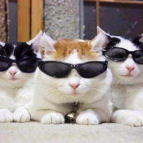 Happy Texan, Cat Lady, Optician