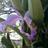Giova333's profile image