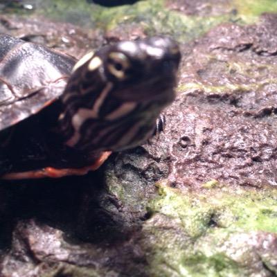 cattch1231's profile picture. reptiles amphibians exo Terra 2 dogs 3 cats 3 4 turtles and 1 pacman frog love South Park! i follow back!