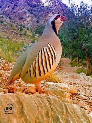 أحب كل مخلص في واجبه