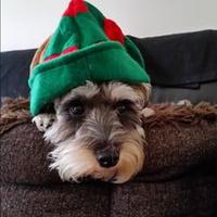 Roginello (@roginello) 's Twitter Profile