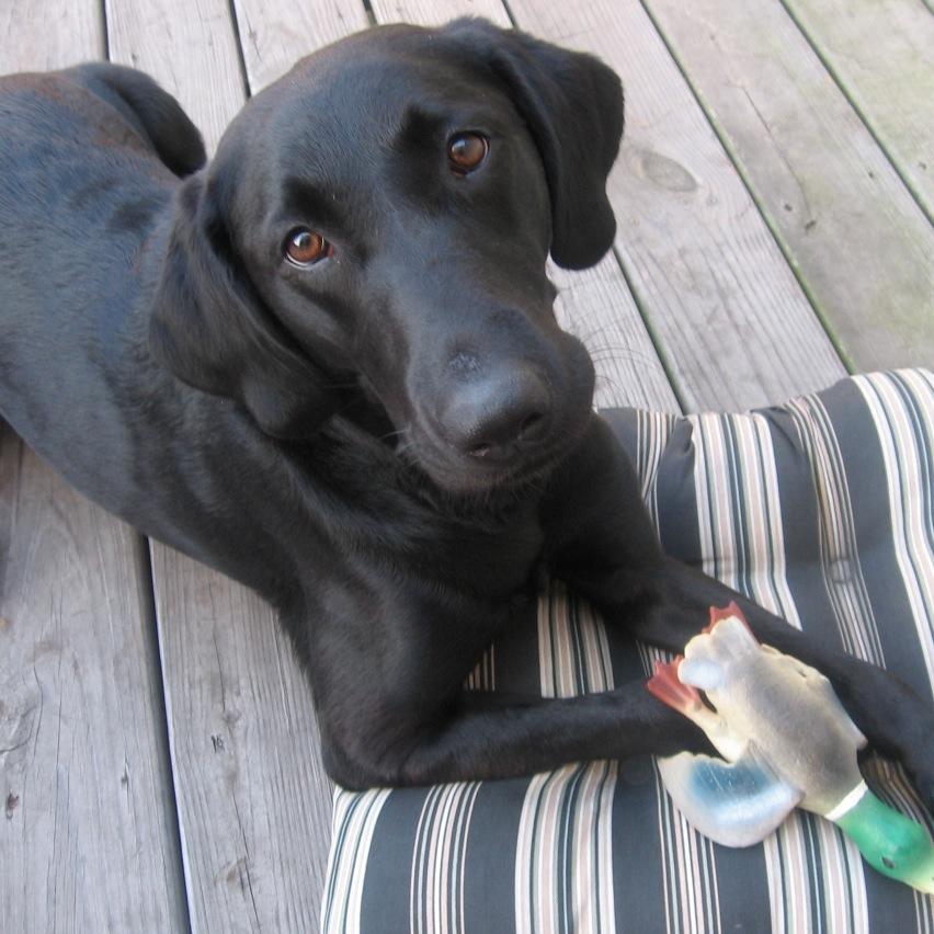 CaityNicholl's profile picture. 