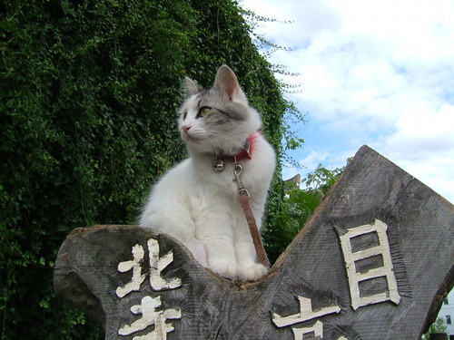 もふもふに囲まれる生活。時折（頻繁に？）暴走する癖あり。30↑