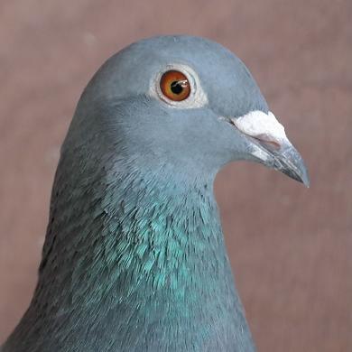 PigeonJohnny's profile picture. postduiven, racing homers, racing pigeons, fancy pigeons, holle croppers, sierduiven, schaatsen, wielrennen, speedskating, cycling, photography, fotograferen