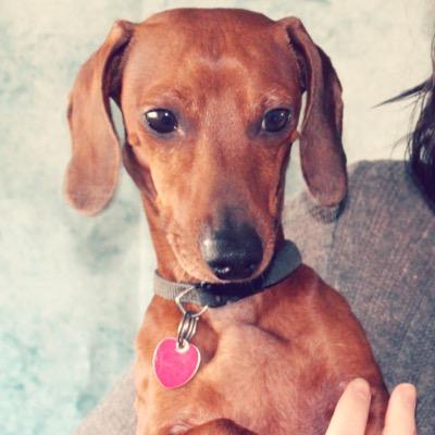 My name is Vincent Price but you can just call me Pricey :) I'm a miniature Dachshund #pricetheprotector
