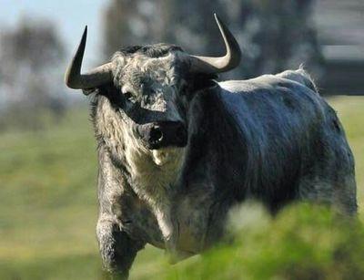 los toros....una pasión