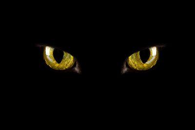 yanni0229's profile picture. 신천지야 나 건들지마라. 채@병.안@근.정@성 이만희 죽으면 꼭 만나자. 지금도 센터 복음방 열심히 제보중